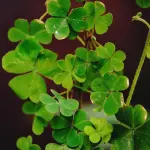 Sardegna, 33 milioni per alloggi accessibili e sostenibili: la Giunta avvia la riprogrammazione