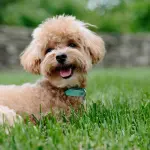 Anagrafe canina a Sassari: obblighi, servizi e calendario di aprile