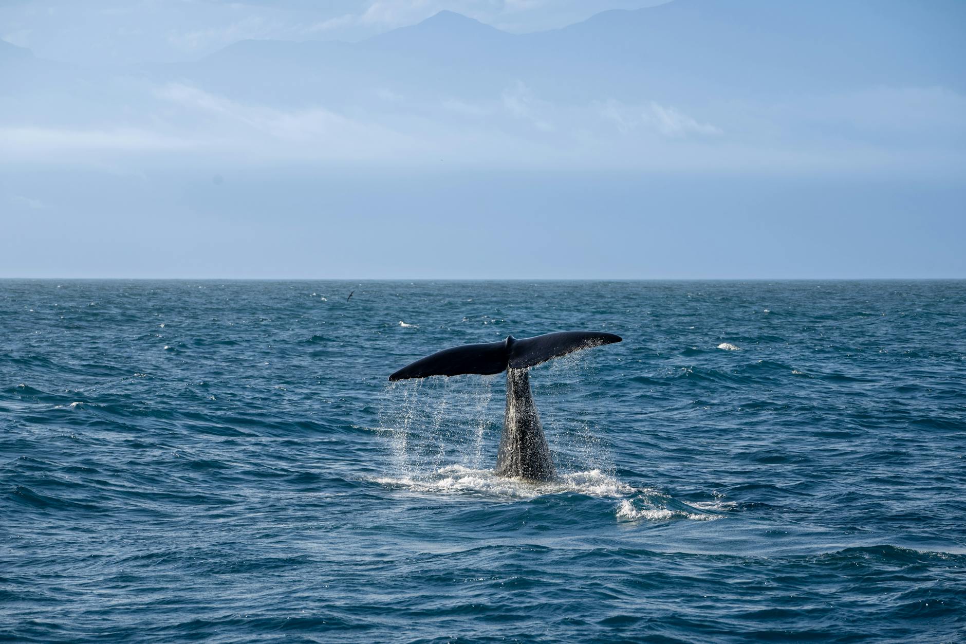 Al Ceas Lago Baratz una mattinata tra storie e cetacei per avvicinare i più piccoli al mare