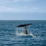 Al Ceas Lago Baratz una mattinata tra storie e cetacei per avvicinare i più piccoli al mare