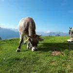 Dermatite bovina in Sardegna, Confagricoltura critica le assenze al Tavolo verde