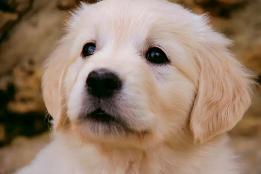 Anagrafe canina Sassari, appuntamenti Asl a maggio nei Comuni