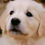Anagrafe canina Sassari, appuntamenti Asl a maggio nei Comuni