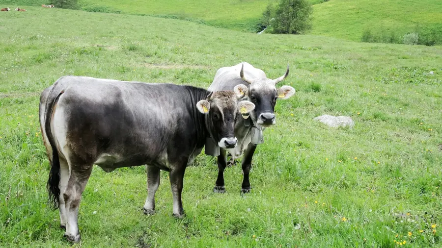 Lumpy Skin Disease, nel Nord Sardegna parte la vaccinazione dei bovini