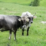 Lumpy Skin Disease, nel Nord Sardegna parte la vaccinazione dei bovini