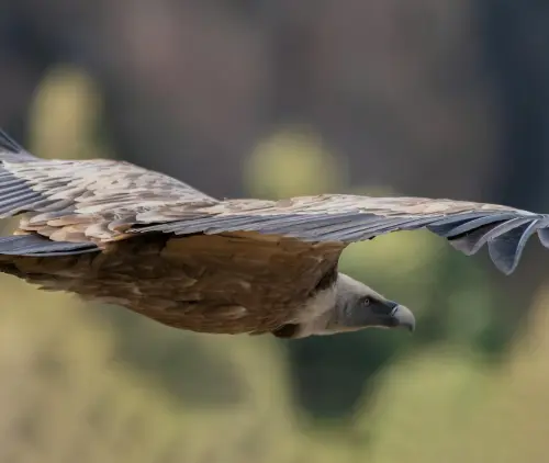 Sassari, attivo il soccorso per fauna selvatica ferita