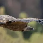 Sassari, attivo il soccorso per fauna selvatica ferita