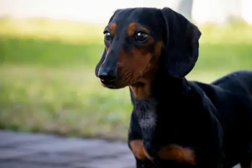 Sassari, il 28 maggio torna la microchippatura gratuita per i cani