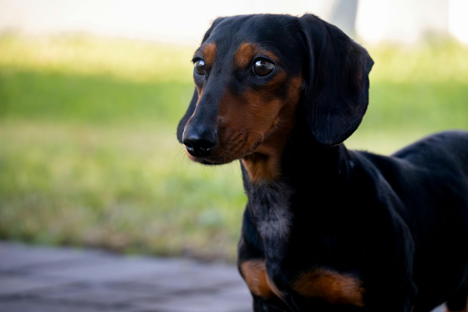 Sassari, il 28 maggio torna la microchippatura gratuita per i cani