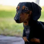 Sassari, il 28 maggio torna la microchippatura gratuita per i cani