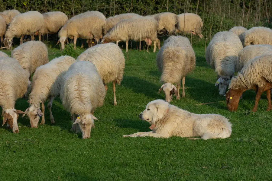 Cani da pastore, in Sardegna parte la sterilizzazione
