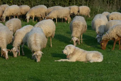 Cani da pastore, in Sardegna parte la sterilizzazione