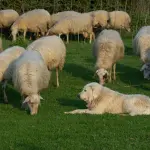 Cani da pastore, in Sardegna parte la sterilizzazione