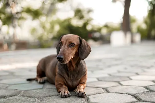 Anagrafe canina, a Sassari obbligo di iscrizione e calendario