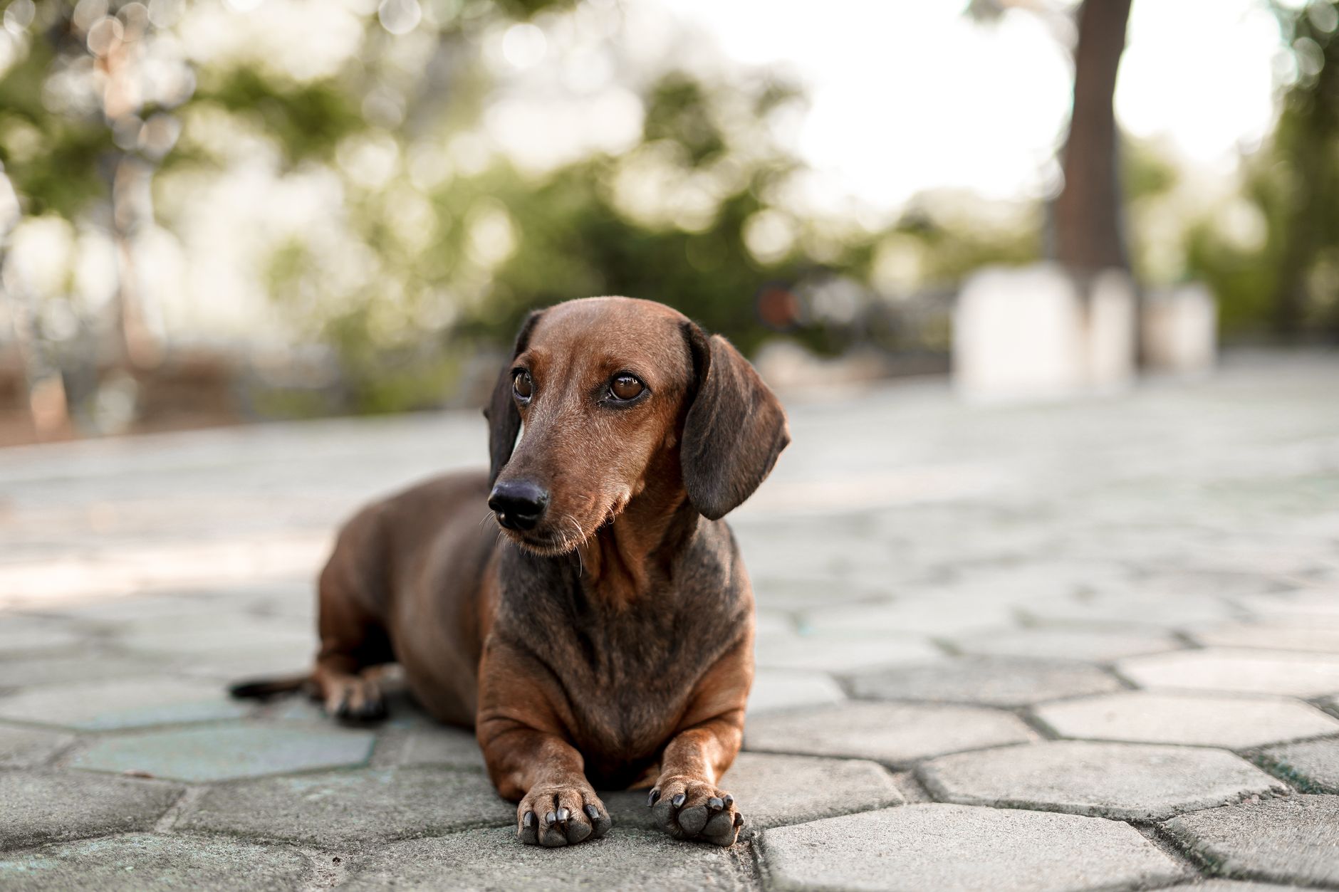 Anagrafe canina, a Sassari obbligo di iscrizione e calendario
