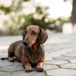 Anagrafe canina, a Sassari obbligo di iscrizione e calendario