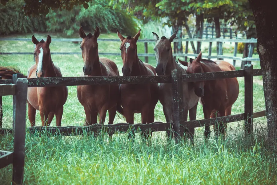 Sassari, manifestazioni equestri: focus su sicurezza e benessere animale con il “Decreto Abodi”