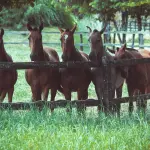 Sassari, manifestazioni equestri: focus su sicurezza e benessere animale con il “Decreto Abodi”